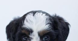 Puppy The of related to the subject of Puppy S is a symphony of creativity and emotion. From the electronic beats of