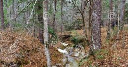 Boykin-Springs The tranquil of bubbling brooks resonate through Boykin Springs, filling the air with a sense of serenity