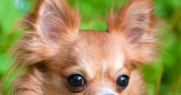 Chihuahua If you're a Chihuahua owner or simply a dog enthusiast, you're probably familiar with the wide range of these