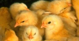 Chick The first captures the rhythmic clucking of a mother hen as she tends to her brood of fluffy chicks. The gentle