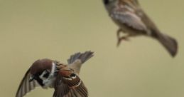 Sparrow The sweet melody of sparrows chirping fills the air, a symphony of nature's finest ians. The of sparrows fluttering