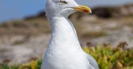 Herring-Gull I. The first that resonates in the air is that of the Herring Gull 1, a distinct cry that pierces through