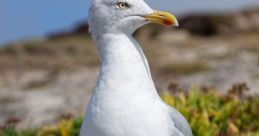 Herring-Gull SFX