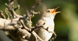 Birdsongs Birdsong Coutach Sauve is a beautiful cacophony of bird calls and melodies that fill the air in the countryside of