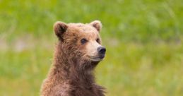 A young brown bear stands upright in a lush green meadow, showcasing its curious nature and powerful physique.