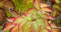 Foliage The forest was alive with the crackling of foliage rustling in the wind. The leaves swayed and danced with each