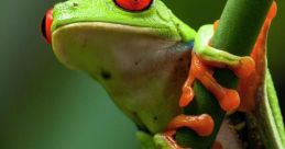 Tree-Frog The symphony of nature can be heard echoing through the swamps and forests, as the chorus of frogs croaking