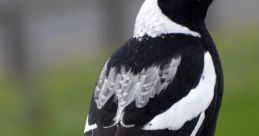 Magpie Birdchirps and Magpie fill the air in a symphony of nature's own composition. The melodic trill of various bird