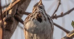 Sparrows The first that greets your ears is the distinctive chirping of sparrows. Their sweet melodies fill the air with