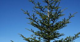 Fir If you've ever stood beneath a towering fir tree in the forest, you might have heard the distinctive of a fir cone