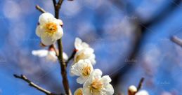 Plum-Blossom In the quiet of the evening, the notes of a Guqin song fill the air, like the delicate petals of a plum blossom