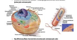 Biology The first that catches your attention is the sharp crack of knuckles being cracked. The echoes through the room,