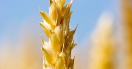 Wheat The first that fills the air is that of wheat ears being shaken. The rustling of the wheat echoes through the fields,