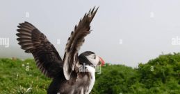 Wing-Flapping The echoing of 230930 Wing Flaps filled the air, almost drowning out the gentle rustling of leaves in the