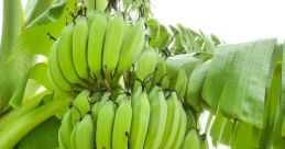 Green bananas growing in a tropical landscape, showcasing a healthy bunch on a banana plant amid lush greenery.