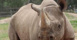 Rhinoceros If you have ever ventured into the deep forests of the night, you may have been lucky enough (or unlucky,