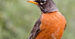 Robin The soft of a robin calling echoed through the forest, breaking the peaceful silence of the morning. The melodious