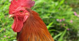 Rooster The of a rooster crowing fills the air in a vibrant cacophony of nature's . The distinct call of a rooster,