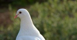 Dove The soft of a hand whistle resonates through the air, like a gentle breeze carrying the call of a dove. The