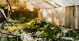 Watering As I tiptoed through the garden, I could hear the gentle of watering flowers. The rhythmic drip of the water