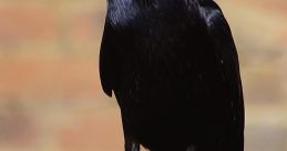 Close-up of a Rook perched on a wooden fence, highlighting its glossy black feathers and distinctive beak.