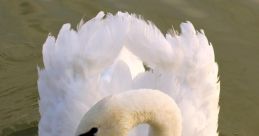 Swan The first that captures your attention is the call of the Whooper Swans. Their distinct trumpeting echoes through the