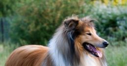 Collie The gentle patter of paws against the hardwood floor echoed through the room, accompanied by the rhythmic of a dog