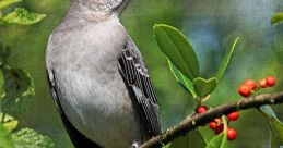 Mockingbird The first in this is the distinctive call of the Northern Mockingbird. This bird is known for its ability to