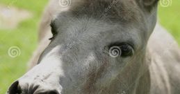 Bleating The first that comes to mind when thinking about bleating is the high-pitched "C4" note that a goat emits when