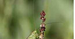 Bush-Cricket If you close your eyes and listen closely in a field where Bush-Cricket S reside, you might just hear the