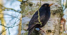 Merel The first captured in these recordings is a beautiful melodic call of a blackbird, also known as a merel. The song of