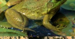 Bullfrogs The of bullfrogs is a defining feature of many wetlands and marshes around the world. The deep, resonant croaks