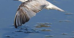 Tern The tranquil of Lac Des Chanteraines fill the air as the Sternespierregarin gracefully glides across the surface of