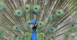 Peacocks The that are associated with peacocks are truly a marvel to behold. From the vibrantuawking of peacocks at Zoo