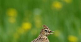 Skylark As you walk through the park in the early morning, you can hear the sweet, melodious song of the skylark filling the