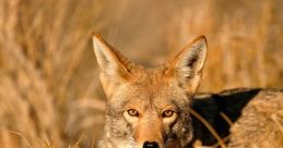 Coyotes The night was eerily quiet, save for the distant howling of coyotes. The traveled through the darkness, sending