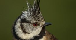 Crested-Tit The gentle melodies of the Mallarenga Emplomellada resonate through the air, its high-pitched trills drawing