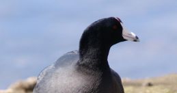 Coot In the quiet marshes of the Delta del Llobregat, the distinctive call of the coot can be heard echoing through the