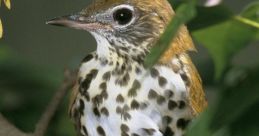 Wood-Thrush The melodic trills of the Wood Thrush echo through the dense forest, creating a symphony of that captivates all