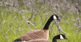 Canada Geese Library A of effects.