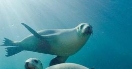 Sea lion Library The Sea Lion's Library is a treasure trove of mesmerizing that truly encapsulate the essence of the