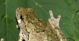 Gray treefrog Library The Gray treefrog is a master of vocalization, using its distinctive calls to communicate with other