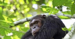 Chimpanzee Library The of the Chimpanzee's Library are a symphony of nature's most intriguing and primal noises. From the