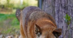 New Guinea Singing Dog Library The New Guinea Singing Dog's Library is a treasure trove of unique that capture the