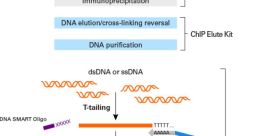 ChIP library protocol diagram detailing key steps like DNA purification and adapter addition for sequencing.