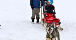 Dogsled Library The first that resonates through the frozen landscape is the thundering rhythm of a dogsled passing by