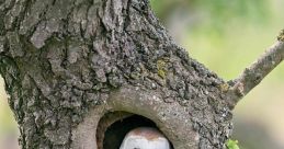 Barn owl Library The first that fills the air is a haunting hoot, echoing through the darkness of the night. It is the