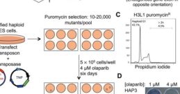 Mutant Library protocol for gene insertion, colony selection, and DNA mapping in haploid ES cells using olaparib.