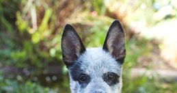 Bluey Heeler puppy named Betty sitting in a garden, showcasing its striking blue coat and playful personality.