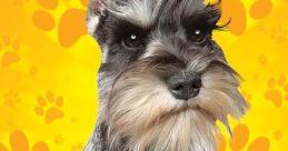 Schnauzer Library The you hear in Schnauzer S Library are truly a symphony of canine activity. From the soft, rhythmic